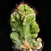 Cereus_sp_cristata_1